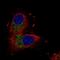 Unc-80 Homolog, NALCN Channel Complex Subunit antibody, NBP1-94110, Novus Biologicals, Immunocytochemistry image 
