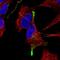 Transforming Growth Factor Beta 3 antibody, HPA063582, Atlas Antibodies, Immunofluorescence image 