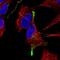 TGFB3 antibody, HPA063582, Atlas Antibodies, Immunofluorescence image 