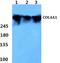 Collagen Type IV Alpha 1 Chain antibody, A01411-1, Boster Biological Technology, Western Blot image 
