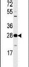 Tyrosine 3-Monooxygenase/Tryptophan 5-Monooxygenase Activation Protein Zeta antibody, PA5-15472, Invitrogen Antibodies, Western Blot image 