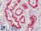ADP Ribosylation Factor Like GTPase 10 antibody, LS-B10369, Lifespan Biosciences, Immunohistochemistry paraffin image 