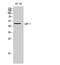 Growth Differentiation Factor 7 antibody, STJ93254, St John