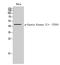 Casein Kinase 2 Alpha 1 antibody, A02398Y255, Boster Biological Technology, Western Blot image 