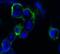 EPH Receptor B4 antibody, GTX83117, GeneTex, Immunocytochemistry image 