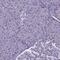 Transducin Beta Like 3 antibody, PA5-60024, Invitrogen Antibodies, Immunohistochemistry frozen image 