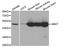 4-aminobutyrate aminotransferase, mitochondrial antibody, LS-B14889, Lifespan Biosciences, Western Blot image 