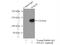 DNA Polymerase Delta 1, Catalytic Subunit antibody, 15646-1-AP, Proteintech Group, Immunoprecipitation image 