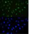 DNA Methyltransferase 1 antibody, A00172-1, Boster Biological Technology, Immunofluorescence image 