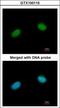 X-Ray Repair Cross Complementing 3 antibody, GTX100115, GeneTex, Immunocytochemistry image 