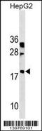 Ladybird Homeobox 2 antibody, 60-285, ProSci, Western Blot image 