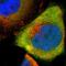 CR antibody, HPA007306, Atlas Antibodies, Immunofluorescence image 