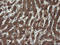 Receptor Accessory Protein 5 antibody, LS-C174182, Lifespan Biosciences, Immunohistochemistry frozen image 