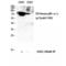 Phosphoinositide-3-Kinase Regulatory Subunit 1 antibody, LS-C380814, Lifespan Biosciences, Western Blot image 