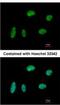 Kinesin Family Member 4A antibody, NBP2-17056, Novus Biologicals, Immunofluorescence image 