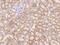 C-X-C motif chemokine 16 antibody, 80149-T24, Sino Biological, Immunohistochemistry paraffin image 