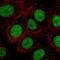 CD2 Cytoplasmic Tail Binding Protein 2 antibody, NBP2-49328, Novus Biologicals, Immunofluorescence image 