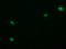 Tripartite Motif Containing 22 antibody, LS-C787524, Lifespan Biosciences, Immunofluorescence image 