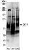 Solute Carrier Family 7 Member 1 antibody, NBP2-32271, Novus Biologicals, Western Blot image 