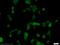Polypyrimidine Tract Binding Protein 1 antibody, 55181-1-AP, Proteintech Group, Immunofluorescence image 