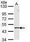 Lewis A antigen antibody, orb73844, Biorbyt, Western Blot image 