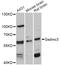 Gasdermin-C3 antibody, abx125916, Abbexa, Western Blot image 