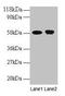 Ornithine Decarboxylase 1 antibody, LS-B10657, Lifespan Biosciences, Western Blot image 