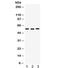 Cell Division Cycle 25C antibody, R32057, NSJ Bioreagents, Western Blot image 