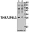 TNF Alpha Induced Protein 8 Like 1 antibody, A14573, Boster Biological Technology, Western Blot image 