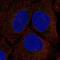 Serine Racemase antibody, PA5-64916, Invitrogen Antibodies, Immunofluorescence image 