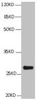 BCL2 Like 1 antibody, CSB-MA0026131A0m, Cusabio, Western Blot image 