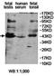 DNA Polymerase Delta Interacting Protein 3 antibody, orb78425, Biorbyt, Western Blot image 