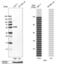 HID1 Domain Containing antibody, PA5-54695, Invitrogen Antibodies, Western Blot image 