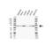 REST Corepressor 1 antibody, VPA00334, Bio-Rad (formerly AbD Serotec) , Western Blot image 