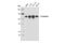 Cadherin 1 antibody, 14472S, Cell Signaling Technology, Western Blot image 