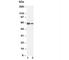 Lamin B1 antibody, R30227, NSJ Bioreagents, Western Blot image 