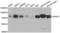 Dynamin 1 Like antibody, LS-C332186, Lifespan Biosciences, Western Blot image 