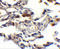 IAP2 antibody, 3325, ProSci, Immunohistochemistry frozen image 