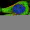 Copine 5 antibody, HPA031369, Atlas Antibodies, Immunofluorescence image 