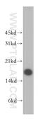 Calmodulin Like 5 antibody, 13059-1-AP, Proteintech Group, Western Blot image 