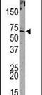 Promyelocytic Leukemia antibody, PA5-12185, Invitrogen Antibodies, Western Blot image 