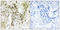 BCL6 Corepressor antibody, LS-C119397, Lifespan Biosciences, Immunohistochemistry frozen image 
