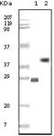 BCL10 Immune Signaling Adaptor antibody, 32-115, ProSci, Enzyme Linked Immunosorbent Assay image 