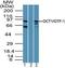 POU Class 2 Homeobox 1 antibody, PA5-23374, Invitrogen Antibodies, Western Blot image 