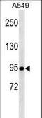 TLE Family Member 1, Transcriptional Corepressor antibody, LS-C161907, Lifespan Biosciences, Western Blot image 