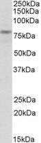 Endoplasmic Reticulum Oxidoreductase 1 Alpha antibody, 42-847, ProSci, Western Blot image 