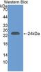 Interleukin-29 antibody, LS-C372868, Lifespan Biosciences, Western Blot image 