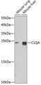 Complement C1q A Chain antibody, GTX55543, GeneTex, Western Blot image 