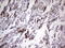 Troponin T2, Cardiac Type antibody, M01154-1, Boster Biological Technology, Immunohistochemistry paraffin image 