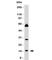 Small Ubiquitin Like Modifier 1 antibody, V7067SAF-100UG, NSJ Bioreagents, Western Blot image 